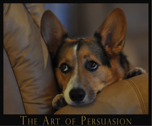 dog giving puppy eyes as art of persuasion